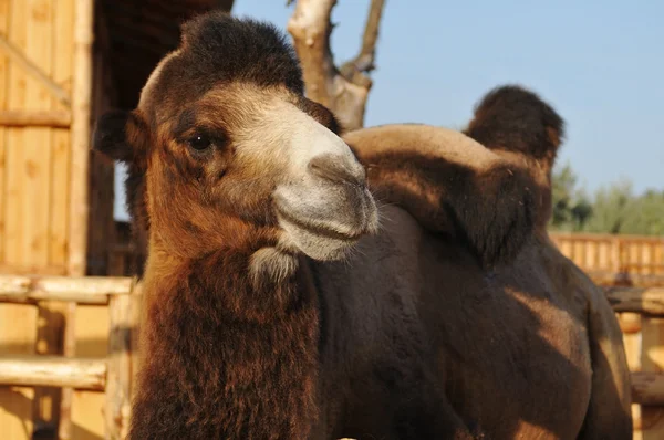 Gran retrato de camello —  Fotos de Stock