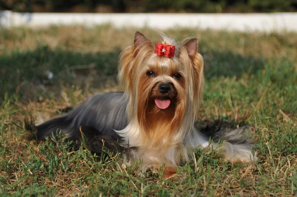 Härlig yorkshire terrier porträtt — Stockfoto