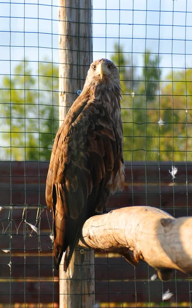 Águila se sienta sobre tronco de madera — Foto de Stock