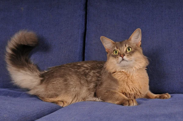Блакитний портрет сомалійської кішки — стокове фото