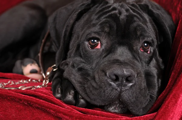 Černá cane corso štěně portrét — Stock fotografie