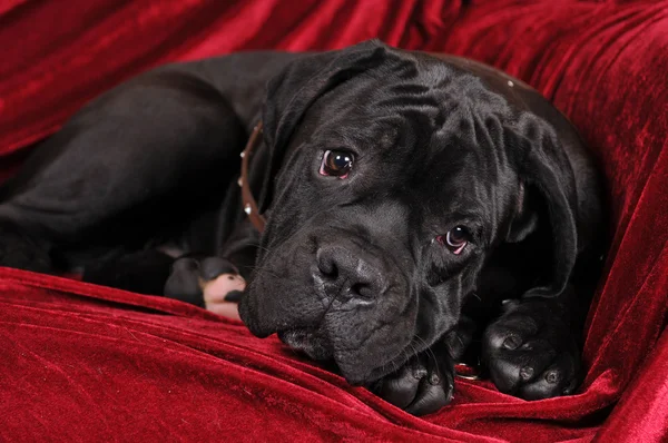 Cute cane corso puppy portrait — Stock Photo, Image