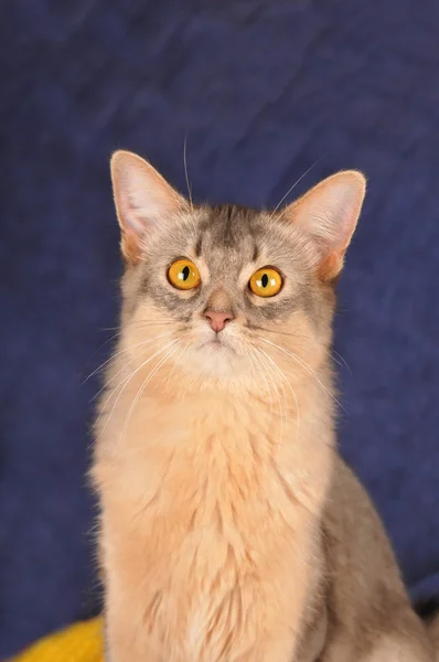 Testa di gatto somalo ritratto di colore blu — Foto Stock
