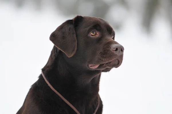 Porträt eines schwarzen Labradors im Freien — Stockfoto