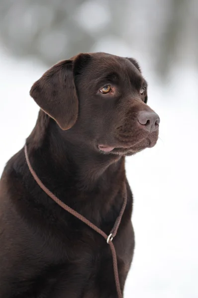 Porträt eines braunen Labradors — Stockfoto