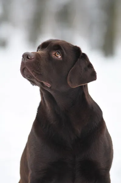 Kahverengi labrador portre — Stok fotoğraf