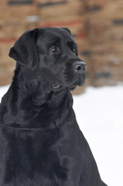 Porträt eines schwarzen Labradors im Freien — Stockfoto