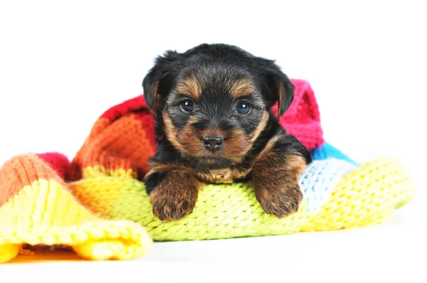 Yorkshire terrier retrato de cachorro — Fotografia de Stock