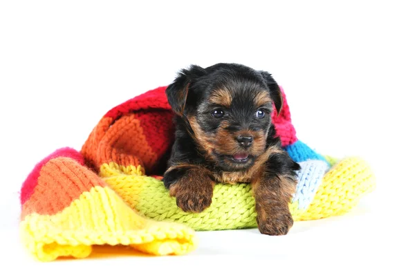 Йоркширский терьер щенок в шарфе — стоковое фото