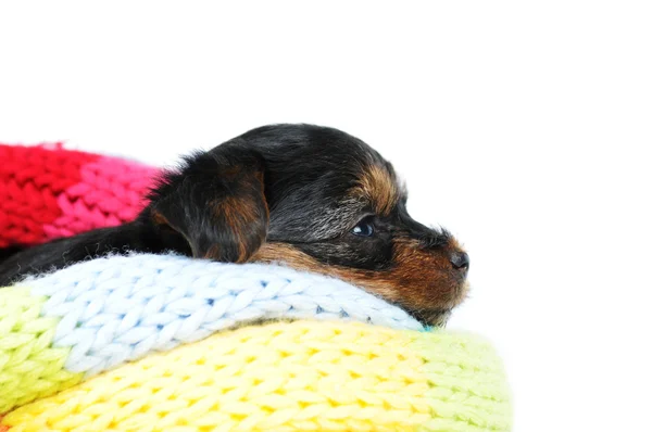 Jorkšírský teriér portrét štěně profil — Stock fotografie