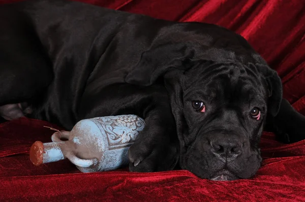 Cane corso köpek yavrusu dikey, şişe — Stok fotoğraf