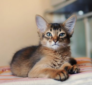 Somali kitten ruddy color clipart