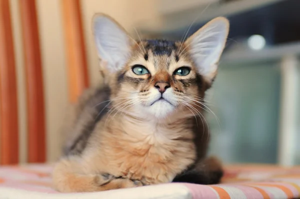 Somali kitten ruddy color portrait — Stock Photo, Image