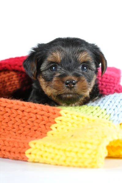 Malé štěně portrét uvnitř barevná šála — Stock fotografie