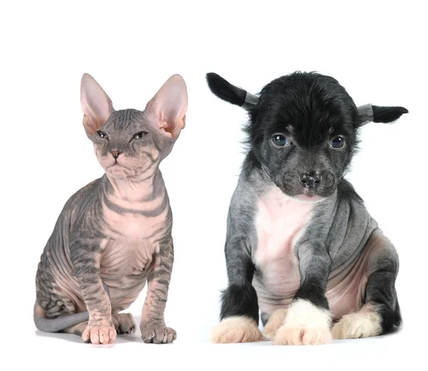 Gatinho careca e filhote de cachorro fica isolado no branco — Fotografia de Stock