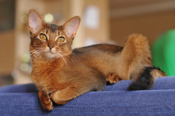 Somalische Katze ruddy Farbe Porträt auf blauem Sofa — Stockfoto