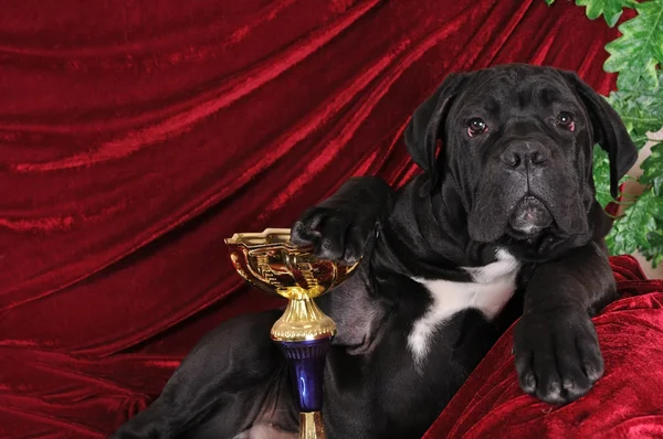 Cane corso valp stående med vinna guld cup — Stockfoto