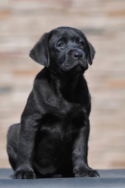 Cachorrinho preto interessado — Fotografia de Stock