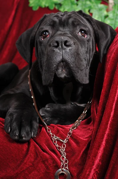 Şirin cane corso köpek portre — Stok fotoğraf