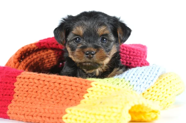 Piccolo cucciolo di yorkshire in sciarpa — Foto Stock