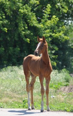 küçük yavru ayakta portre