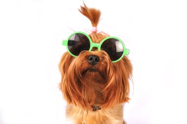 yorkshire terrier portre üzerinde beyaz izole