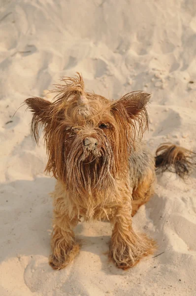 Bonito yorkshire terrier retrato — Fotografia de Stock