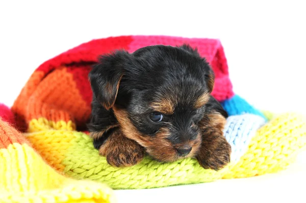 Muy lindo cachorro en skarf colorido — Foto de Stock