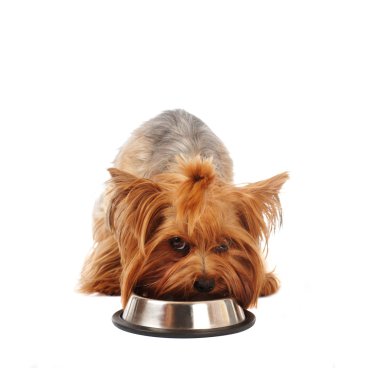 kase ile Yorkshire korkunç