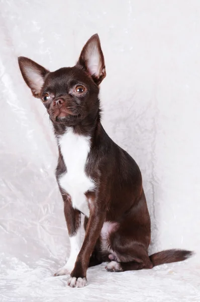 Braunes und weißes Chihuahua-Porträt — Stockfoto