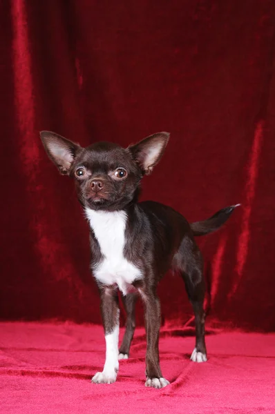 Chihuahua de pé retrato — Fotografia de Stock