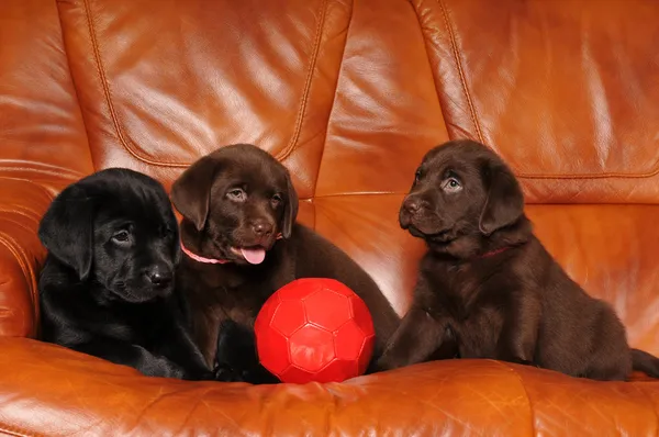 Three puppies with football ball — Stock Photo, Image