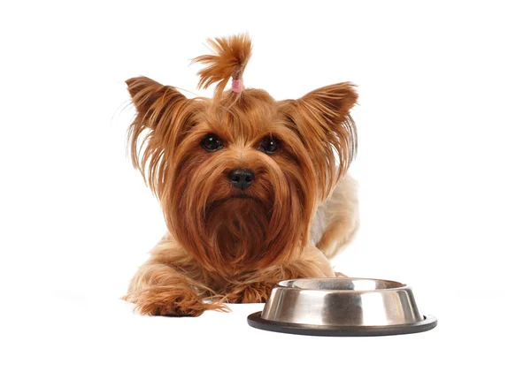 Yorkshire terrier ritratto isolato su bianco — Foto Stock