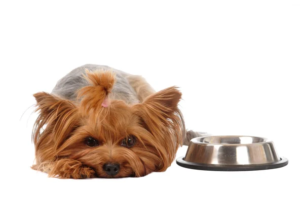 Portret głodny yorkshire terrier — Zdjęcie stockowe
