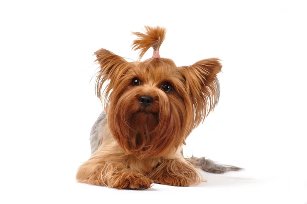 Retrato mentiroso de yorkshire terrier —  Fotos de Stock