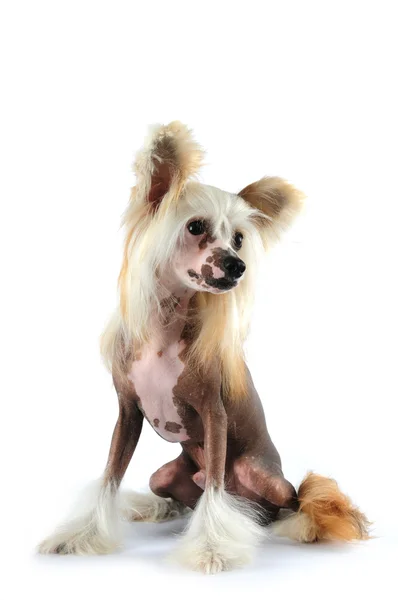Niedlichen chinesischen Haubenhund Porträt — Stockfoto