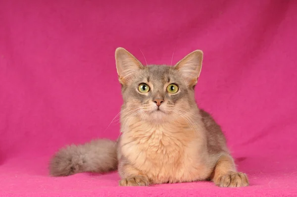 Retrato de gato somali bonito — Fotografia de Stock