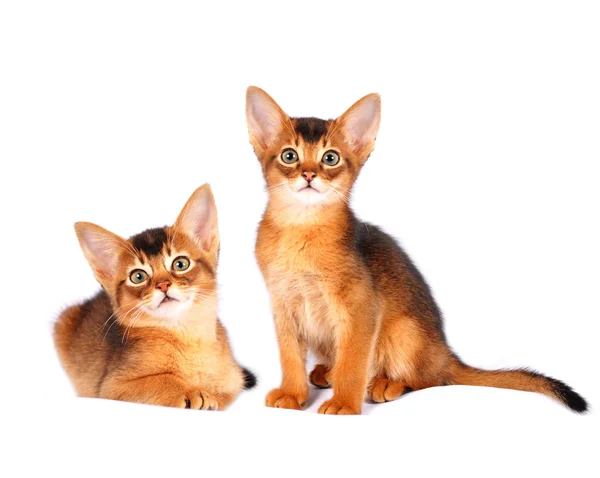 Iki abyssinian yavru kedi portre — Stok fotoğraf