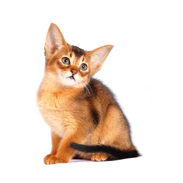Sentado retrato abissínio gatinho — Fotografia de Stock