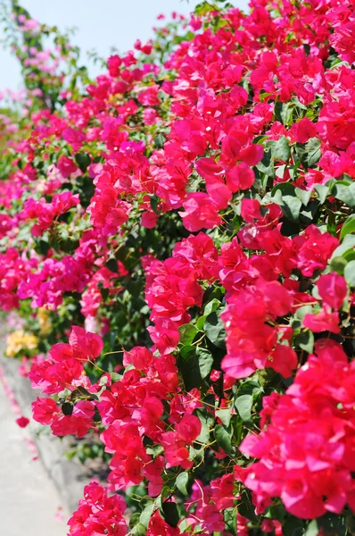 Vacker blomma staket — Stockfoto