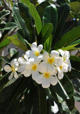 Ficus çiçek portre