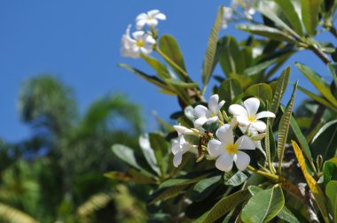 Ficus çiçek portre