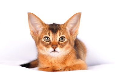 küçük yavru kedi portre