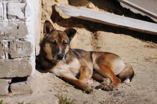 Homeless dog portrait — Stock Photo, Image