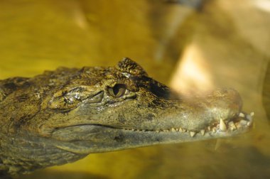 要素健康食事としての熱帯性果物の柿