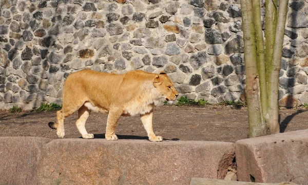 Pěší lvice v zoo — Stock fotografie