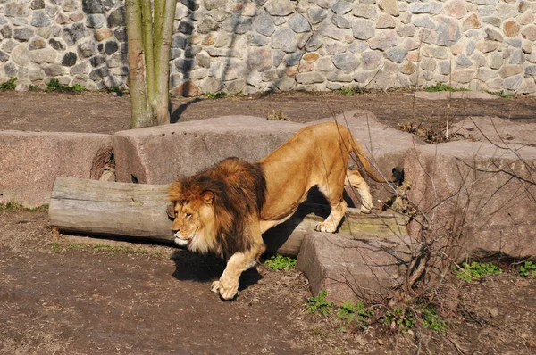 動物園でライオンを歩く — ストック写真