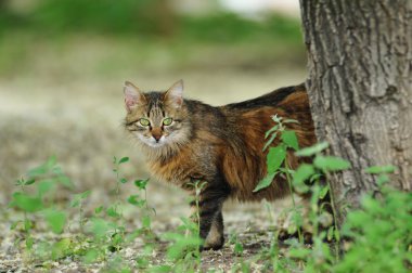 Güzel kedi ağacın arkasından seyir sokak