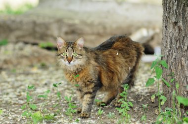 Kabarık yolunu yitirmek kedi