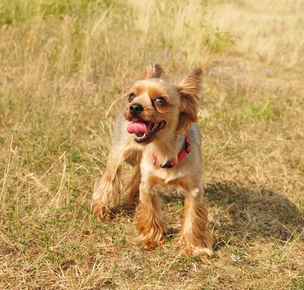 Trött varv hund porträtt — Stockfoto